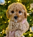 Cavapoo puppies