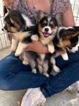 Corgi Puppies