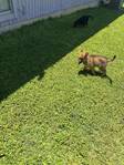 3 GERMAN SHEPPERD PUPPIES