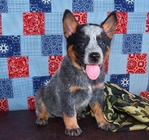 AKC REGISTERED BLUE HEELER PUPPIES