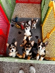 Corgi Puppies
