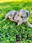 NALC Registered Catahoula Pups