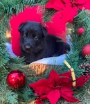 German Shepherd Puppies-AKC Registered
