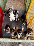 Corgi Puppies