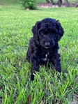 Minianture Labradoodle  READY NOW