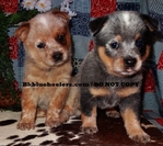 AKC REGISTERED BLUE HEELER PUPPIES