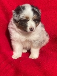 AKC Australian Shepherd puppies
