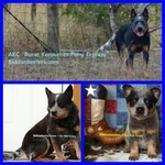 AKC REGISTERED BLUE HEELER PUPPIES