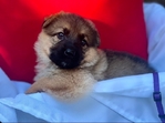 German Shepherd Puppies-AKC Registered