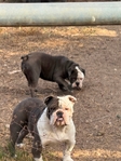 English Bulldogs