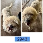 Kennel Retirement