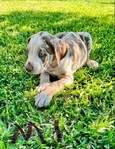 NALC Registered Catahoula Pups
