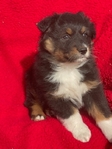 AKC Australian Shepherd puppies