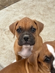 Boxer puppies looking for a good home.
