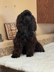 American Cocker Spaniel