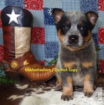 AKC REGISTERED BLUE HEELER PUPPIES