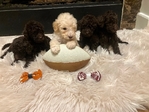 Goldendoodles