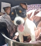 AKC Tiny Toy Rat Terrier Pups
