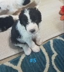 Sheepadoodle Puppies
