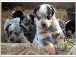 AKC REGISTERED BLUE HEELER PUPPIES