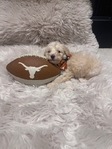 Goldendoodles