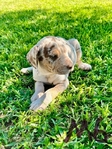 NALC Registered Catahoula Pups