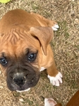 Boxer puppies looking for a good home.