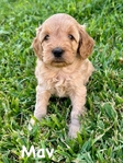Miniature Goldendoodle puppies