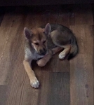 German Shepherd/German Shepherd Mix Pups