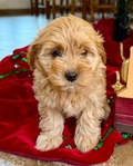 Cavapoo puppies