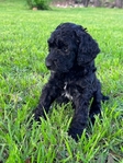 Minianture Labradoodle  READY NOW