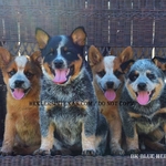 AKC REGISTERED BLUE HEELER PUPPIES