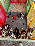 Corgi Puppies