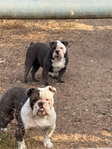 English Bulldogs