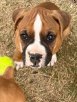 Boxer puppies looking for a good home.