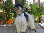 Akc Schnauzer salt/pepper pups 1M/1F