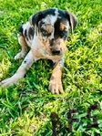 NALC Registered Catahoula Pups