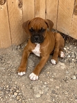 Boxer puppies looking for a good home.