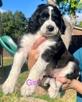 Aussie Doodle Puppies