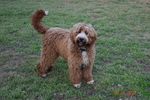 Minianture Labradoodle  READY NOW