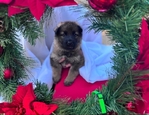 German Shepherd Puppies-AKC Registered