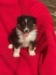 AKC Australian Shepherd puppies