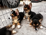 Corgi Puppies