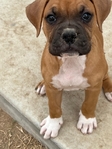 Boxer puppies looking for a good home.