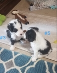 Sheepadoodle Puppies