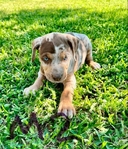 NALC Registered Catahoula Pups