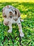 NALC Registered Catahoula Pups