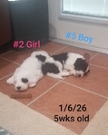 Sheepadoodle Puppies