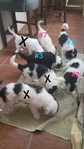 Sheepadoodle Puppies