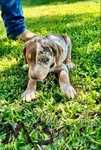 NALC Registered Catahoula Pups